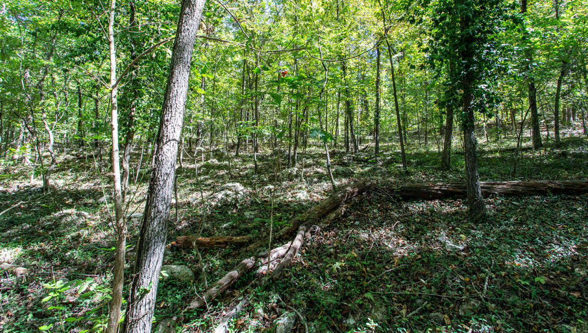 Looking through woods from back toward front of lot