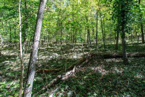 Looking through woods from back toward front of lot