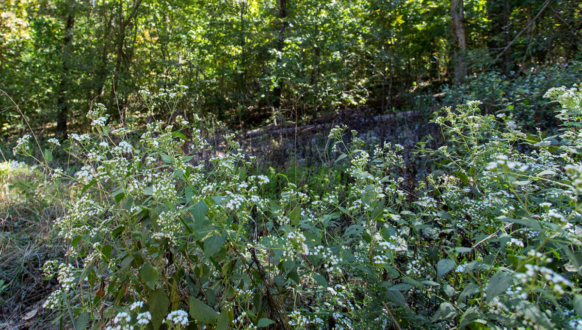 Wildflowers along side of the road in front of lot