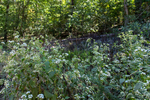 Wildflowers along side of the road in front of lot