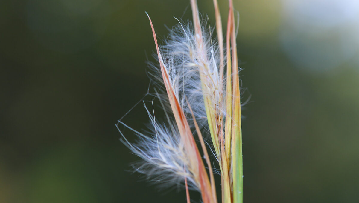 beautiful vegetation 2 (2)