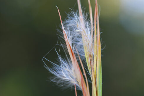 beautiful vegetation 2 (2)